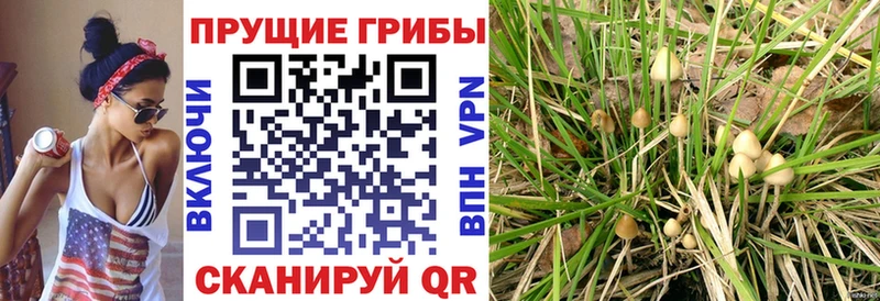 hydra   Покров  Псилоцибиновые грибы Psilocybine cubensis 